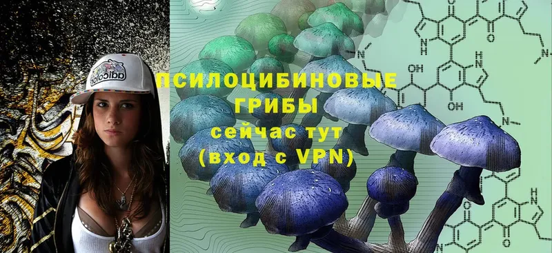 Галлюциногенные грибы Psilocybe  где купить   Горно-Алтайск 